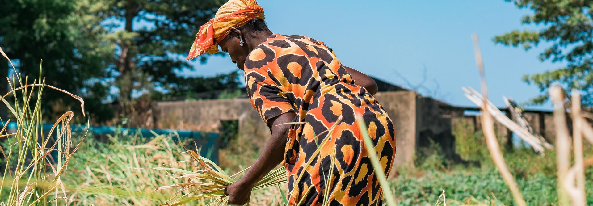 Bandeau Sénégal